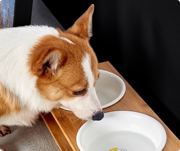 scenarios and buying guide for ceramic pet bowls